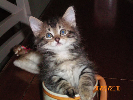 Custom Cat in Cup Ceramic Sculpture Deposit